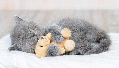 cute-kitty-best-sleep